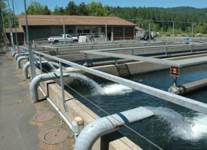 سیستم تصفیه آب پرورش آبزیان